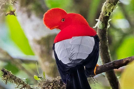 MINDO CLOUD FOREST