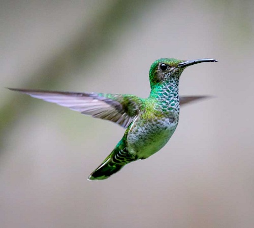NATURAL ECUADOR - 20 DAYS