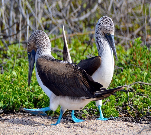 ECUADOR AND GALAPAGOS - 20 DAYS 
